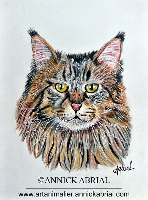 Portrait aux pastels sec d'un chat Main Coon