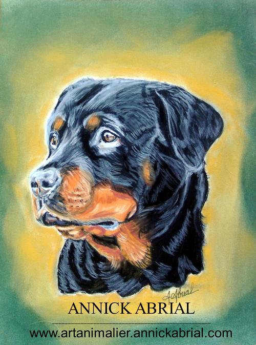 Portrait aux pastels secs d'un chien Rotweiller réalisé sur commande