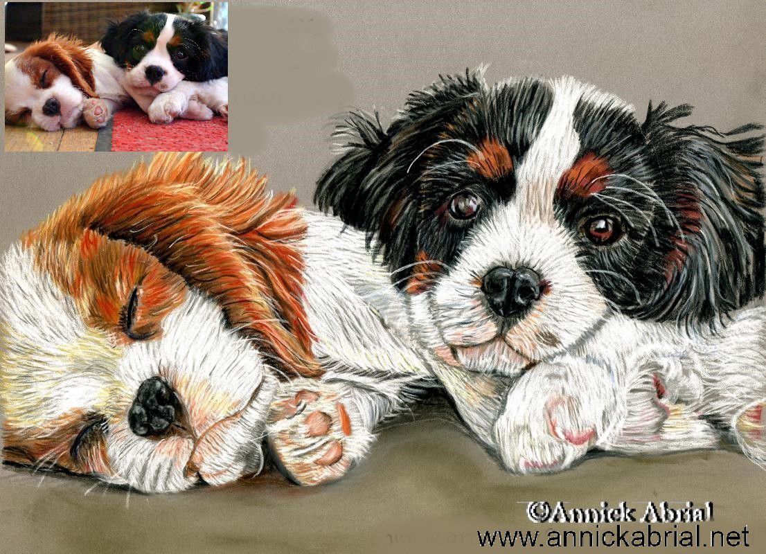 Portraits Chats Chiens Chevaux Annickabrialnet