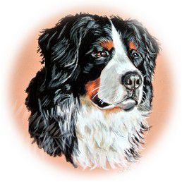Dessin portrait chien aux pastels secs Annick Abrial